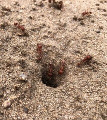Pogonomyrmex comanche