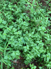 Coreopsis integrifolia