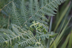 Eriophyes quadrifidus