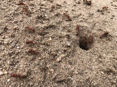 Pogonomyrmex comanche