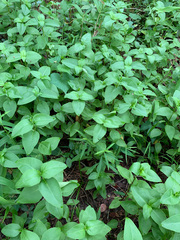 Coreopsis integrifolia
