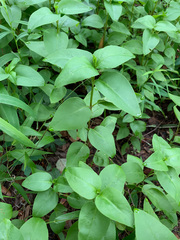 Coreopsis integrifolia