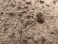Pogonomyrmex comanche