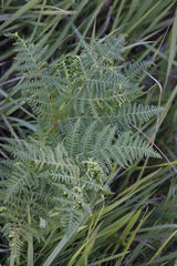 Eriophyes quadrifidus