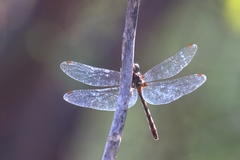 Dythemis sterilis
