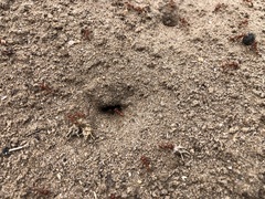 Pogonomyrmex comanche