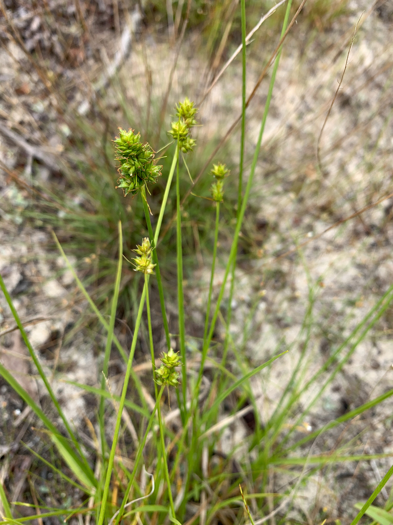 Leavenworth's sedge from Aiken Gopher Tortoise Heritage Preserve, Aiken ...