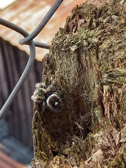 Phidippus bidentatus
