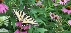 Papilio canadensis × glaucus