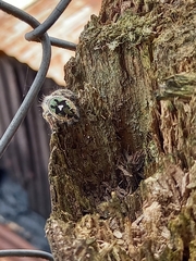 Phidippus bidentatus