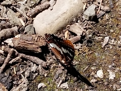 Limenitis lorquini
