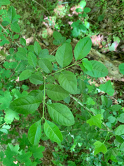 Forestiera ligustrina