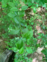 Forestiera ligustrina