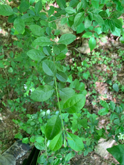 Forestiera ligustrina