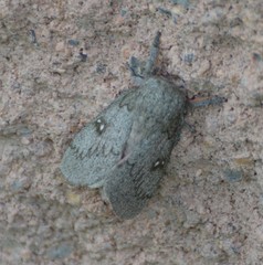 Syssphinx heiligbrodti