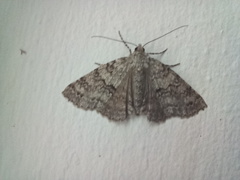Ascotis fortunata