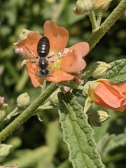 Calliopsis subalpina