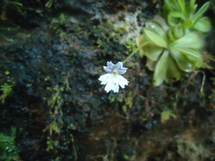 Pinguicula emarginata