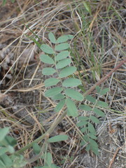 Astragalus collinus