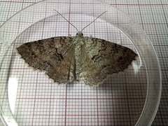 Ascotis fortunata