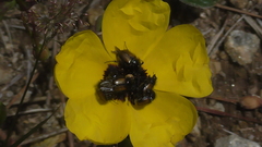 Chasmatopterus villosulus
