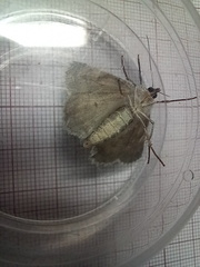 Ascotis fortunata