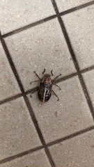 Polyphylla variolosa