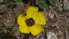 Chasmatopterus villosulus