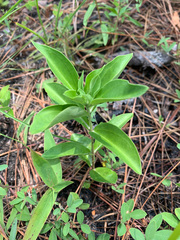 Gentiana villosa