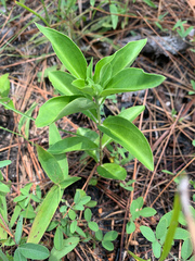 Gentiana villosa