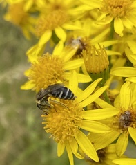 Lasioglossum sisymbrii