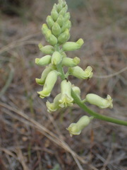 Astragalus collinus