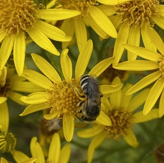 Lasioglossum sisymbrii