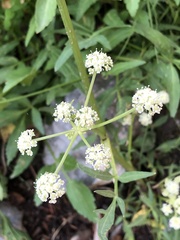 Angelica kingii