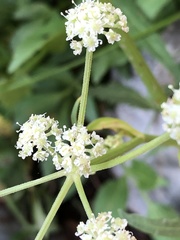 Angelica kingii