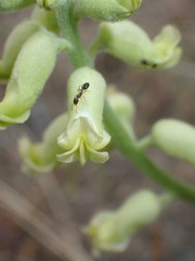 Astragalus collinus