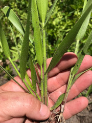 Amphicarpum amphicarpon