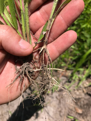 Amphicarpum amphicarpon