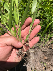 Amphicarpum amphicarpon