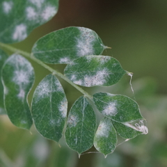 Erysiphe palczewskii