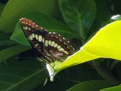Limenitis lorquini