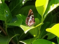 Limenitis lorquini