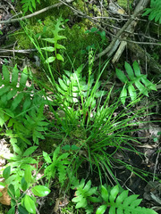 Carex collinsii