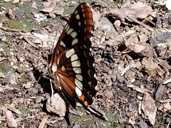 Limenitis lorquini
