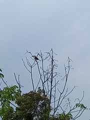 Ramphastos sulfuratus