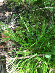 Carex collinsii