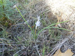 Androstephium coeruleum