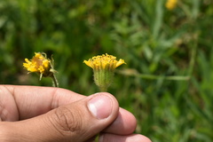 Arnica parryi