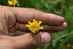 Arnica parryi