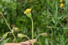 Arnica parryi